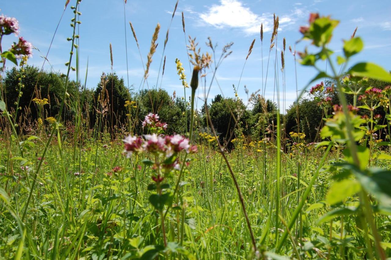 South Downs Eco Lodge & Camping East Meon Bagian luar foto